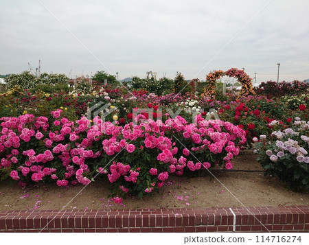 玫瑰園 玫瑰園 114716274