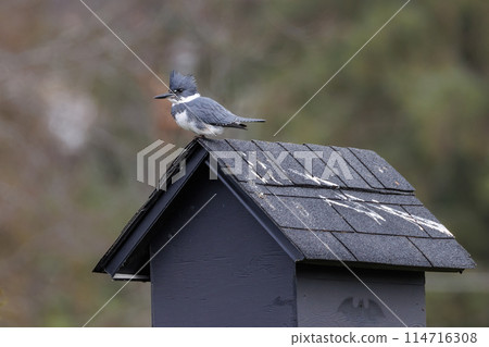 Belted kingfisher bird Belted kingfisher bird 114716308