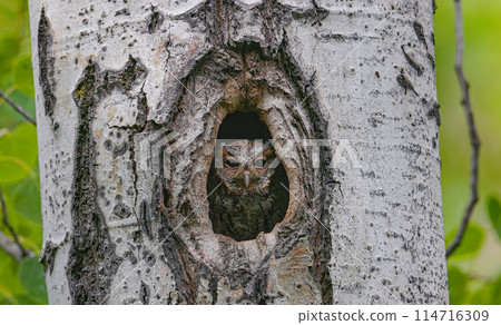 Flammulated Owl Flammulated Owl 114716309