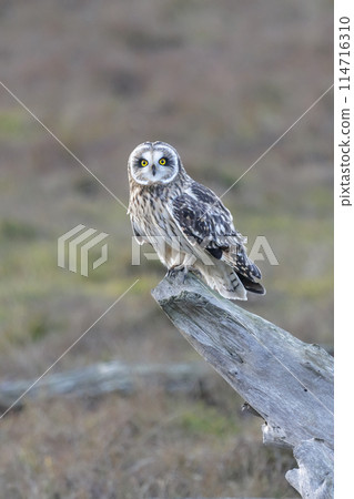 Short eared owl Short eared owl 114716310