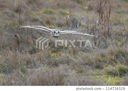 Short eared owl Short eared owl 114716329