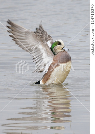 American wigeon duck American wigeon duck 114716370