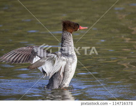 Common merganser bird 114716378
