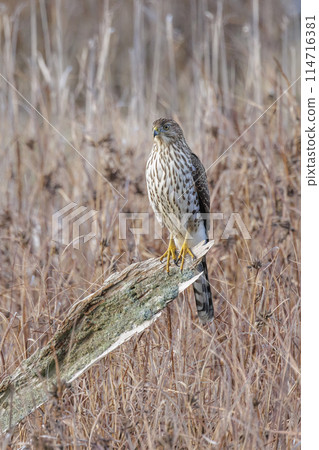 cooper's hawk juvenile 114716381