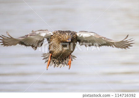 Female Mallard duck 114716392