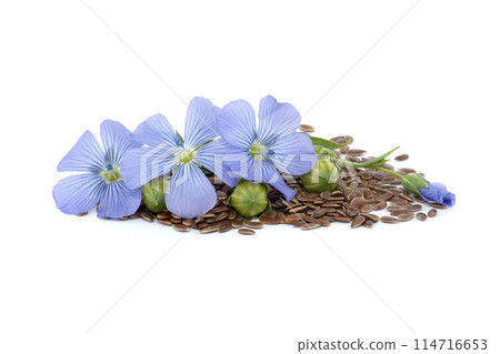 Blue flax blossom and seeds over white background Blue flax blossom and seeds over white background 114716653