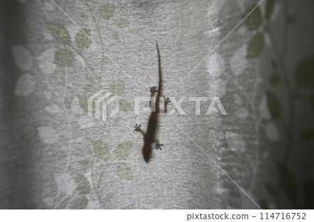 壁虎 壁虎 114716752