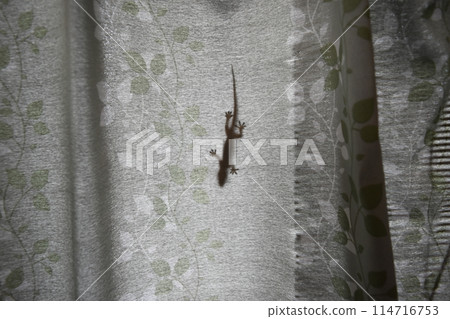 壁虎 壁虎 114716753