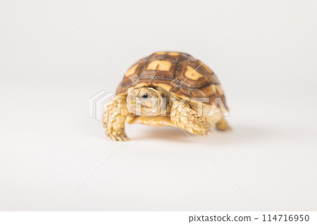 An isolated portrait of the sulcata tortoise, a patient and cute African reptile, highlighting the beauty of its unique design and pattern against a white background. 114716950