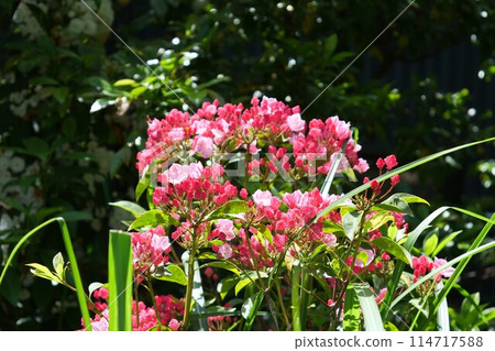 Karmia in full bloom 114717588