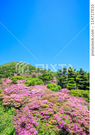 Miyamakirishi at Nita Pass, Unzen City, Nagasaki Prefecture 114717810