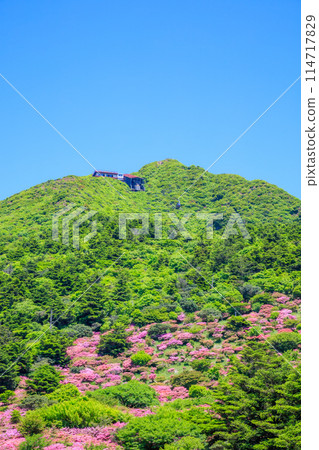 Miyamakirishi at Nita Pass, Unzen City, Nagasaki Prefecture 114717829
