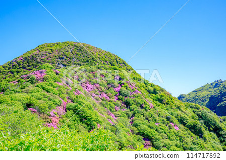 Miyamakirishi on Mount Kunimi, Unzen City, Nagasaki Prefecture 114717892