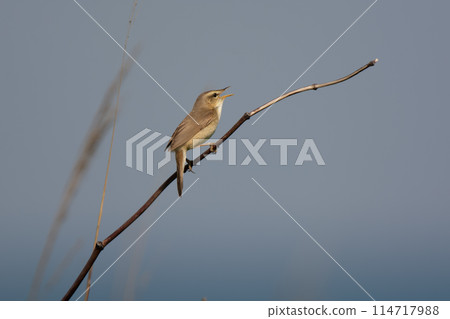 Spring warbler in Hokkaido in June. Spring warbler in Hokkaido in June. 114717988