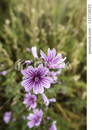 Detail of wild flowers in nature, flora Detail of wild flowers in nature, flora 114718035