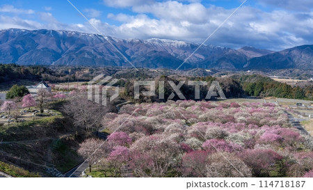 從展望台看到的公園內,五彩繽紛的梅花盛開 從展望台看到的公園內,五彩繽紛的梅花盛開 114718187