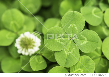A four-leaf clover found in the grass in the park 114718223
