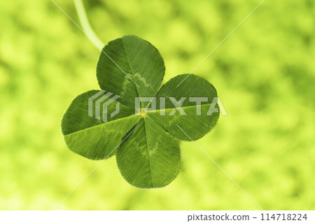Four leaf clover found in the park 114718224