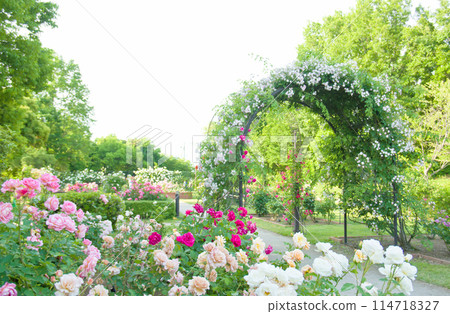 Rose garden arch 2 114718327