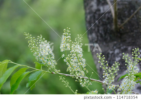 Inuzakura花 Inuzakura花 114718354