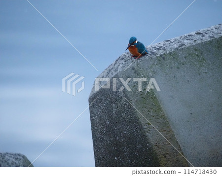 Kingfishers inhabit the area around the Arakawa River in Kawaguchi City. Kingfishers inhabit the area around the Arakawa River in Kawaguchi City. 114718430
