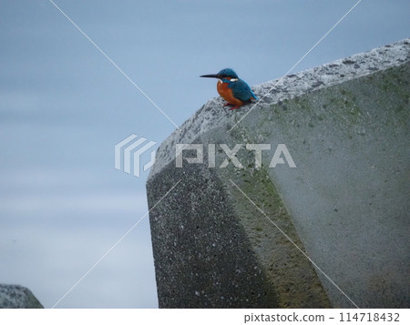 棲息在川口市荒川河沿岸的翠鳥 棲息在川口市荒川河沿岸的翠鳥 114718432