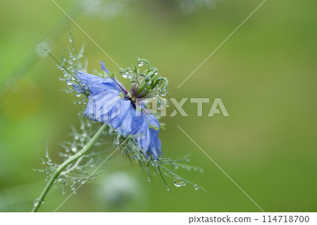 藍色黑種草花在雨中濕漉漉的 114718700