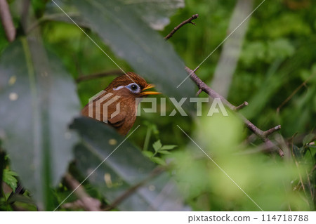 A Hwamei (Laughing Butterfly) in the Bush 114718788
