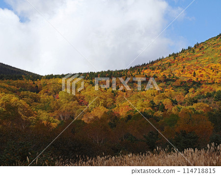 Autumn in Jododaira, Fukushima Prefecture. The yellow leaves are striking and beautiful against the blue sky. Autumn in Jododaira, Fukushima Prefecture. The yellow leaves are striking and beautiful against the blue sky. 114718815