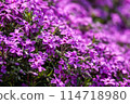 Bright pink turquoise 114718980