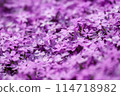 Pale pink moss phlox 114718982