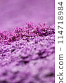 Pale pink moss phlox 114718984