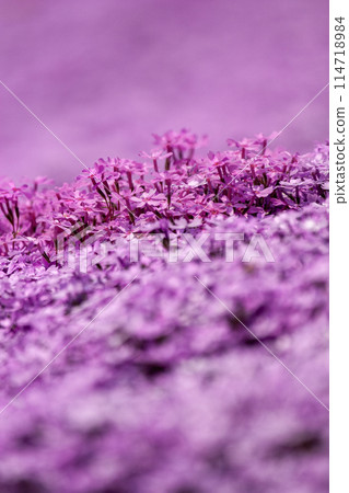 Pale pink moss phlox Pale pink moss phlox 114718984