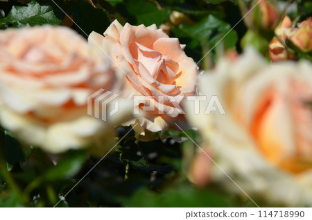 Light orange roses 114718990