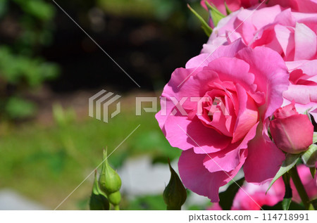 Bright pink roses 114718991