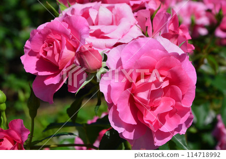 Bright pink roses 114718992