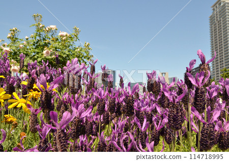 French lavender blooming in the flower bed 114718995