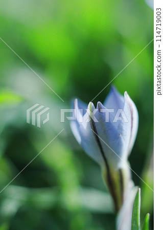 The pretty buds of the flower of the Chinese lily 114719003