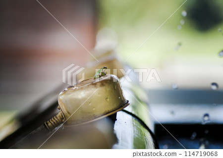 神社裡的樹蛙 神社裡的樹蛙 114719068