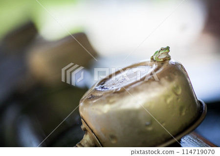 A tree frog gazing upwards 114719070