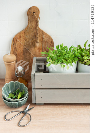Fresh Herbs Grown in White Pots Inside a Gray Wooden Box in a Kitchen Setting 114719125