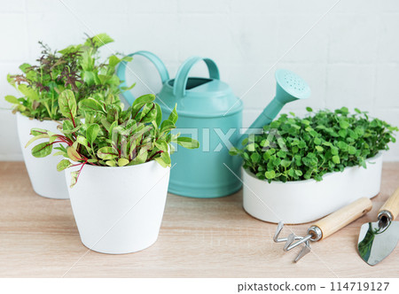 Indoor Herb Garden Kit With Fresh Green Plants Indoor Herb Garden Kit With Fresh Green Plants 114719127