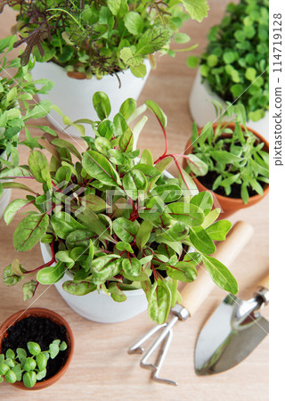Indoor Herb Garden Kit With Fresh Green Plants Indoor Herb Garden Kit With Fresh Green Plants 114719128