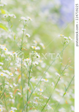 A small flower blooming on the roadside 114719225