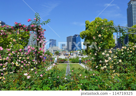 Scenery of Osaka Nakanoshima rose garden Scenery of Osaka Nakanoshima rose garden 114719325