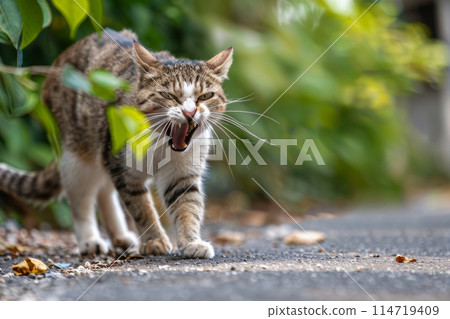 angry aggressive cat on the city street dangerous and may be infected. Rabies concept 114719409