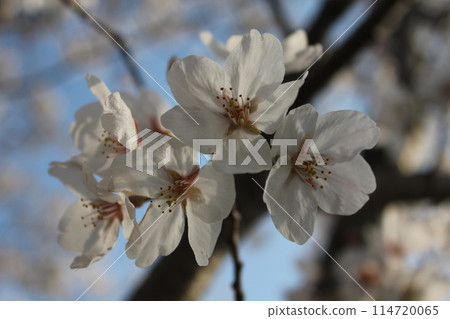 櫻花盛開-櫻花盛開- 114720065