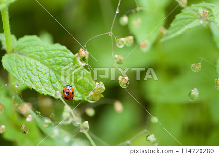 Red ladybug walking on a leaf Red ladybug walking on a leaf 114720280