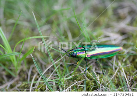 A jewel beetle with beautiful iridescent wings A jewel beetle with beautiful iridescent wings 114720481