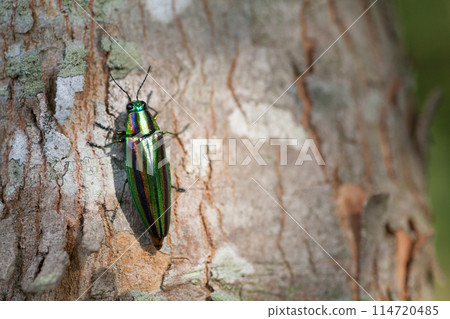 擁有美麗彩虹色翅膀的寶石甲蟲 114720485
